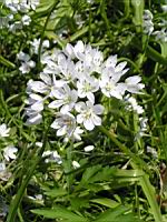 Allium Cowani (fam Liliacees) (Andes) (1) (Photo F. Mrugala)